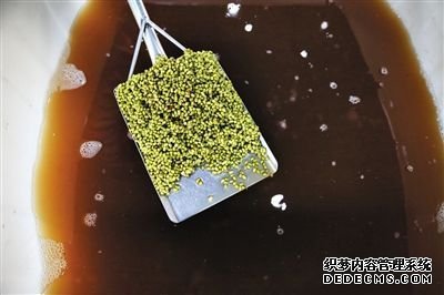 豆芽車間內(nèi)，紅褐色的水里泡著用于發(fā)芽的綠豆。
