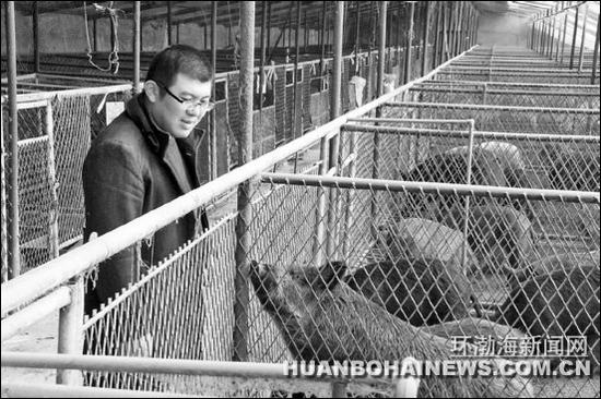 圖為劉凱在觀察野豬生長(zhǎng)情況。