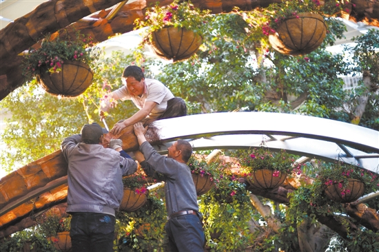 3月14日，唐山世園會熱帶植物館內(nèi)，工人們正在使用棕櫚樹皮做花卉布展造型。