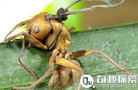 “僵尸病毒”真的存在 動物被真菌感染成僵尸