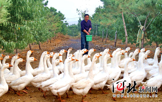 秦皇島海港區(qū)：家庭農(nóng)場生態(tài)養(yǎng)殖（圖）