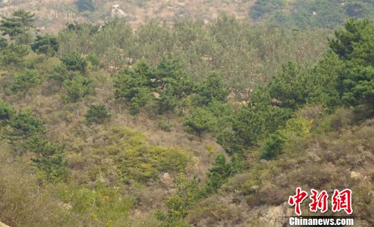 站在山坡上望去，一片蘋果樹隱藏在松樹林之中。　張帆 攝